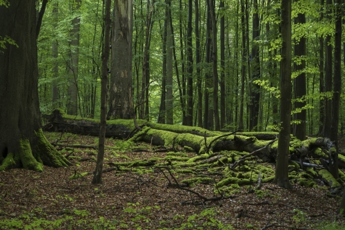 14-nature-photography-forest-photography-sonian-brussels