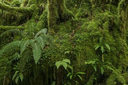 15-nature-photography-fern-pyrenees-france