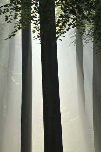18-nature-photography-forest-photography-sonian-brussels