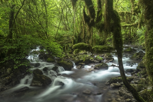 2-landscape-photography-forest-photography-asque-pyrennees-france