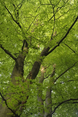 20-forest-photography-sonian-brussels