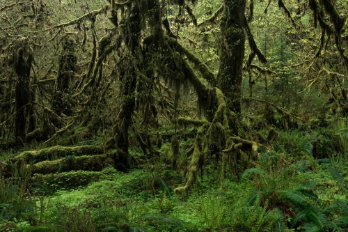 24-nature-photography-forest-photography-temperate-rainforest-olympic-peninsula-2