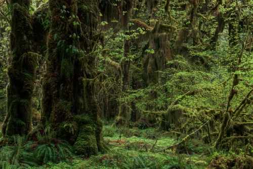 40-nature-photography-forest-photography-queets-rainforest-washington-state-2