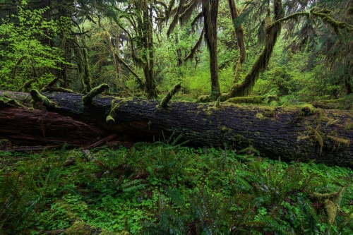 8-nature-photography-forest-photography-temperate-rainforest-olympic-peninsula-2