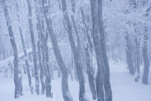 8-nature-photography-forest-photography-vosges-france