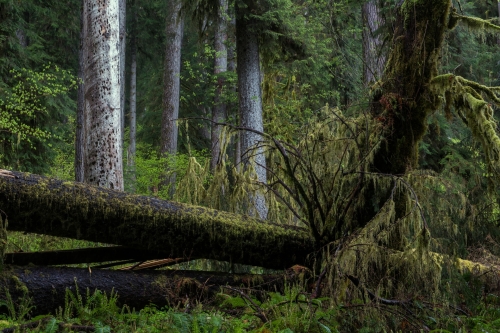 9-nature-photography-forest-photography-temperate-rainforest-olympic-peninsula-2