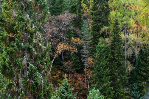 Frédéric Demeuse-forest-photography