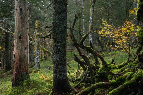 Frédéric Demeuse-Forgotten Places-Old Forest-3