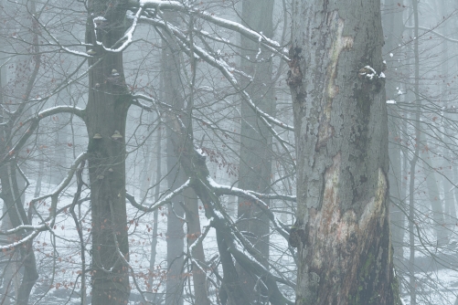 Frederic Demeuse Photography-Bialowieza Forest-2