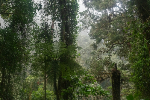 Frederic Demeuse Photography - Cloud Forest