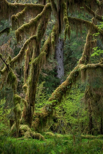 Frederic Demeuse Photography - Hoh Rainforest