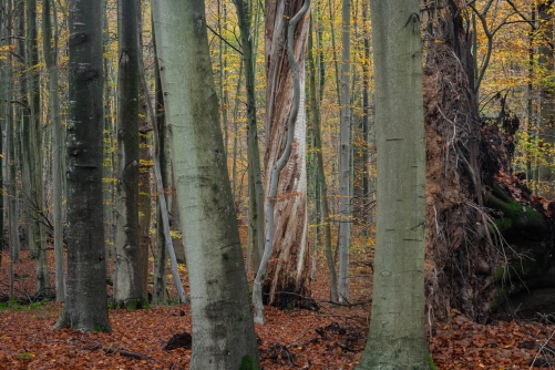 Frederic Demeuse Photography-Primary beech forest-autumn