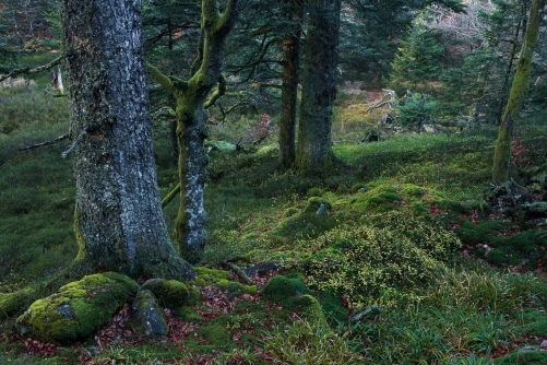 Frederic Demeuse Photography-Primary forest-Europe
