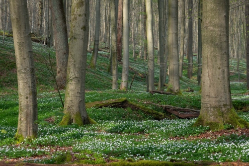 Frederic Demeuse Photography-Sonian Forest-Unesco-April