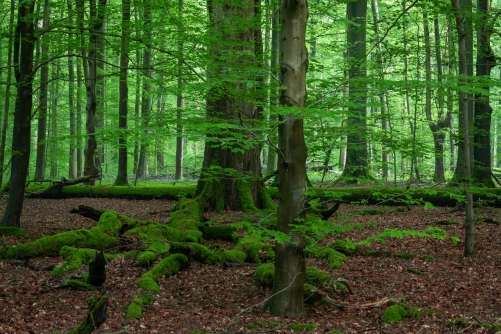 Frederic Demeuse Photography-Sonian Forest-Unesco-May