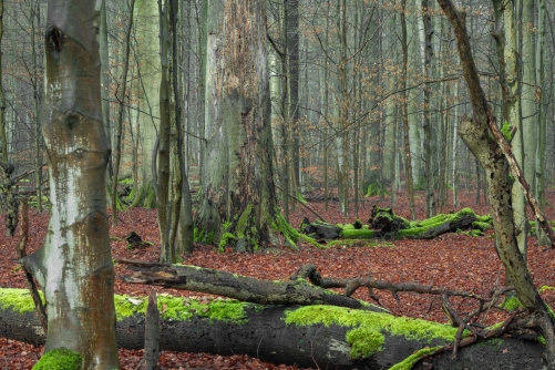 Frederic Demeuse Photography-Sonian Forest-Unesco-winter