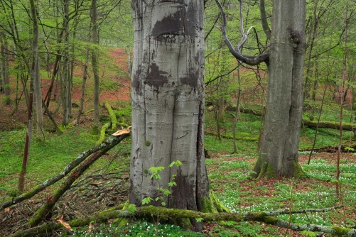 Frederic Demeuse Photography-WALD-Beech Forest