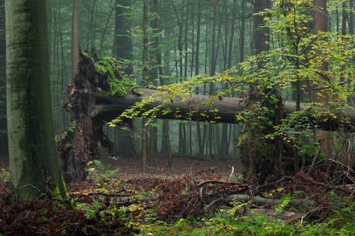 Frederic Demeuse Photography-WALD-Sonian Forest