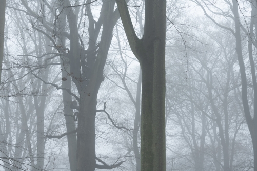 Frederic Demeuse Photography-WALD-Sylvatica-winter beeches