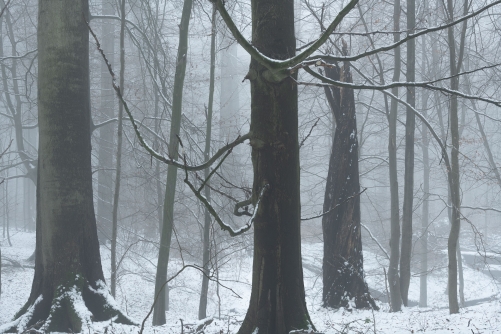 Frederic Demeuse Photography-WALD-Sylvatica-winter
