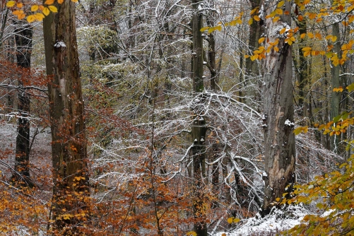 Frederic Demeuse Photography-WALD-autumn beech forest