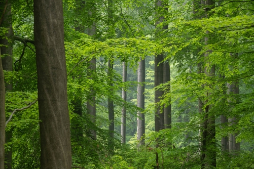 Frédéric Demeuse Photography-WALD