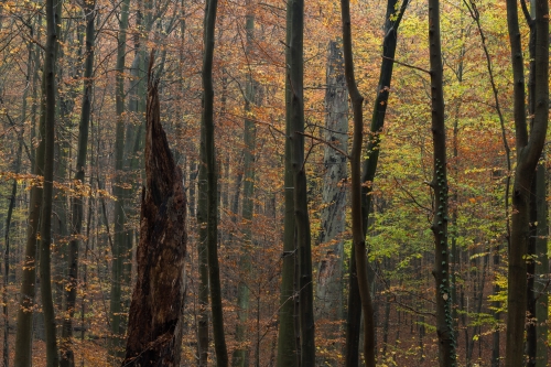 Frederic Demeuse Sonian Forest Unesco-4 copie 3