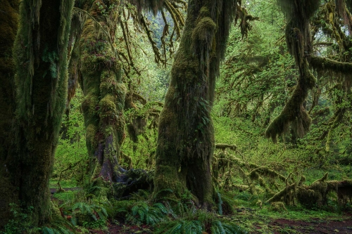 Temperate rainforest