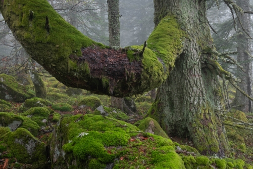 Frederic Demeuse WALD Photography-4