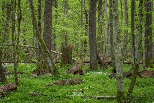 Frederic-Demeuse-WALD Photography-Alder forest