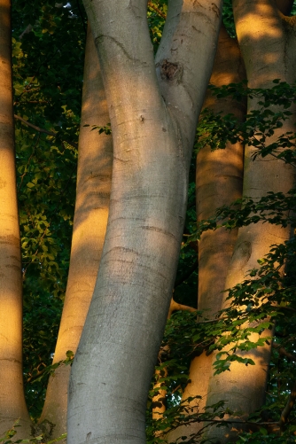 Frederic Demeuse WALD Photography-Fagus sylvatica