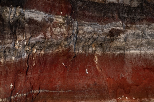 Frederic Demeuse WALD Photography - Kittiwakes-Rocks