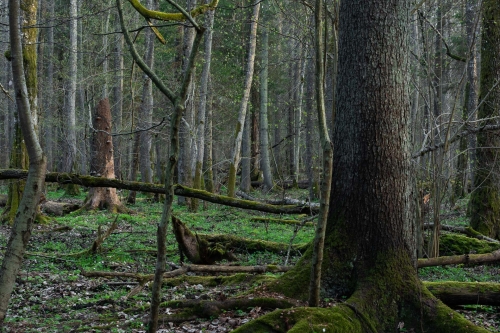 Frédéric Demeuse WALD Photography-Puszcza