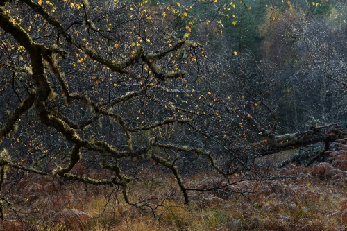 Frédéric Demeuse WALD Photography-Scotland