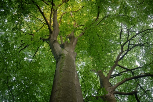 Frederic Demeuse WALD Photography-Sonian Forest-3