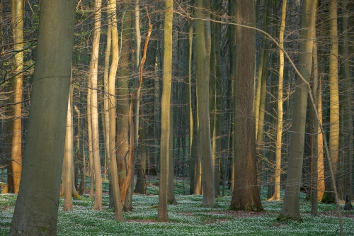 Frédéric Demeuse WALD Photography-Sonian-Forest