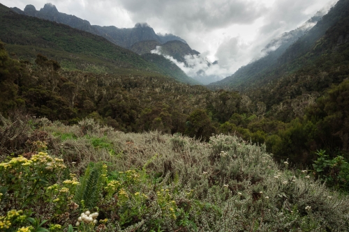 Frederic Demeuse-WALD-Rwenzori Mountains