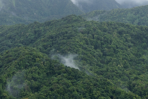 Frederic Demeuse-WALD-Selva-Tropical rainforest