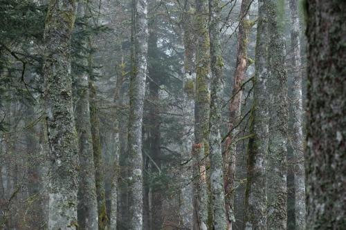 Frédéric Demeuse WALD copie 2