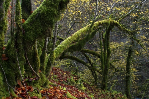 Frédéric-Demeuse-WALD-design-natural-forest-Doubs