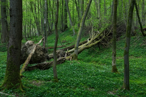 Frédéric Demeuse-WALD-forest-green-2