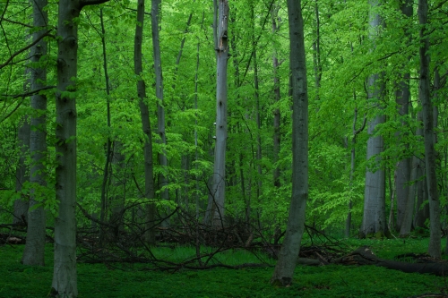 Frédéric Demeuse-WALD-forest-green