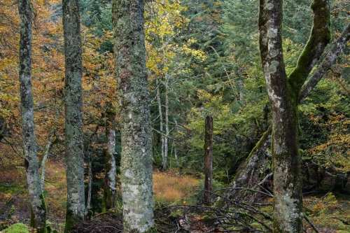 Frédéric-Demeuse-WALD-forêts-primaires-forgotten-places-forest-photographer