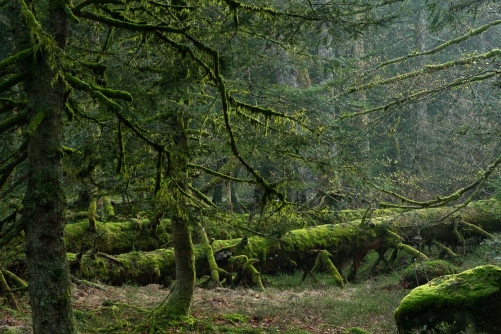 Frédéric-Demeuse-WALD-photography-Classics-Deep green