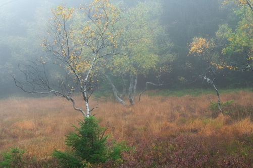 Frederic Demeuse WALD photography-Classics-Trees