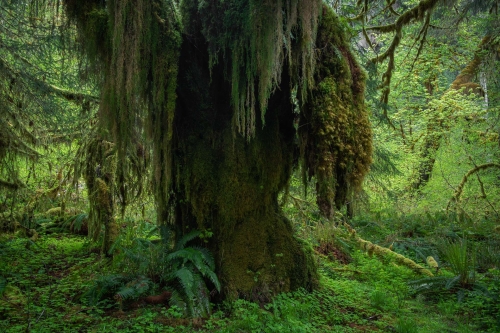 Frédéric-Demeuse-WALD-photography-Hoh-Rainforest-secular Big Leaf maple tree