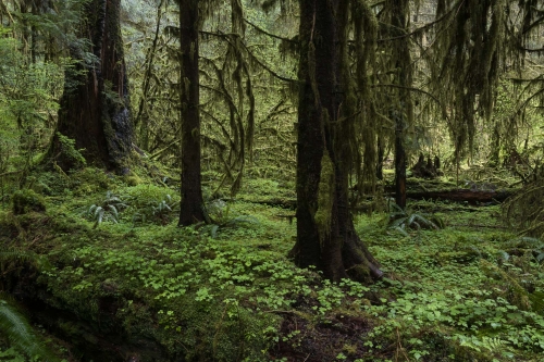 Frederic-Demeuse-WALD-photography-Hoh-rainforest