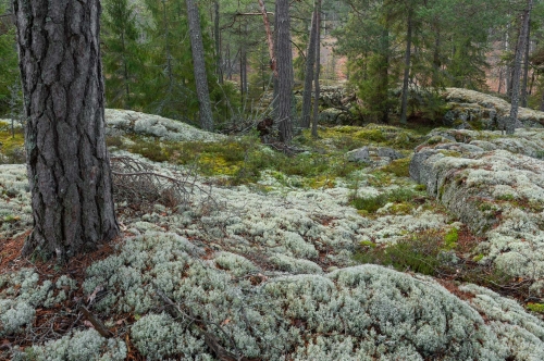 Frédéric-Demeuse-WALD-photography-Lapland-sweden-Hamra