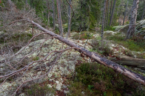 Frédéric-Demeuse-WALD-photography-Lapland-sweden