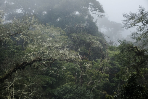 Frederic-Demeuse-WALD-photography-Montane Cloudforest